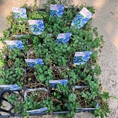 花苗　コンボルブルス１２ポットセット　グランドカバーの画像