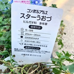 花苗　コンボルブルス１２ポットセット　グランドカバーの画像