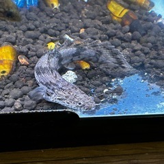 2匹🐟エンドリケリーベビー👶�の画像