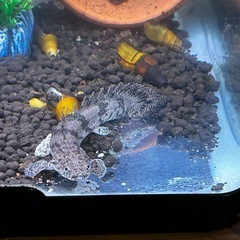 2匹🐟エンドリケリーベビー👶�の画像