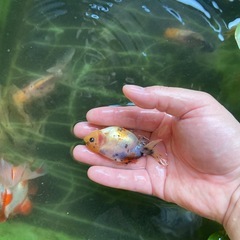 関東系東錦の画像