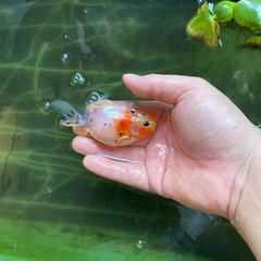 関東系東錦の画像
