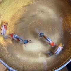 関東系東錦の画像