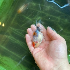 関東系東錦の画像