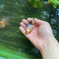 関東系東錦の画像