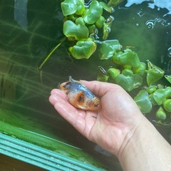 関東系東錦の画像