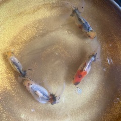 関東系東錦の画像