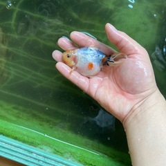 関東系東錦の画像