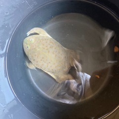 パジェットフロッグの画像