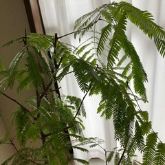 エバーフレッシュ　水耕栽培の画像