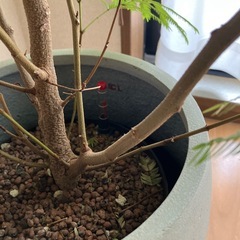 エバーフレッシュ　水耕栽培の画像