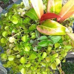 フイロデンドロンサンレッド、トラディスカンティア、ピレアサンパウロ3種類寄せ植え白陶器鉢の画像