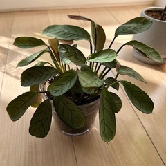 観葉植物　無料 カラテア系の植物　角鉢の画像