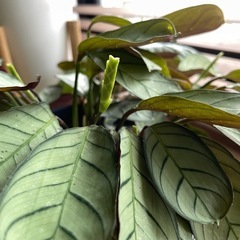 観葉植物　無料 カラテア系の植物　角鉢の画像