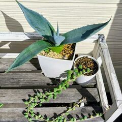 ミニ多肉・観葉植物5点セット♪の画像