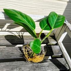 ミニ多肉・観葉植物5点セット♪の画像