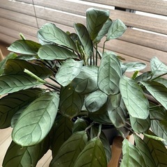 観葉植物　無料 カラテア系の植物　丸鉢の画像