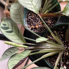 観葉植物　無料 カラテア系の植物　丸鉢の画像