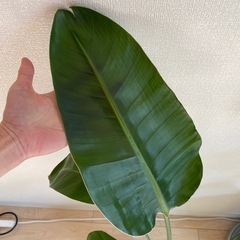 観葉植物　有料 オーガスタの画像