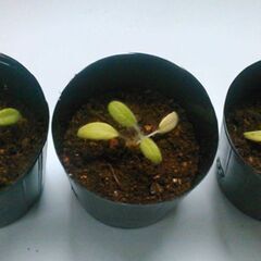 観葉植物の画像