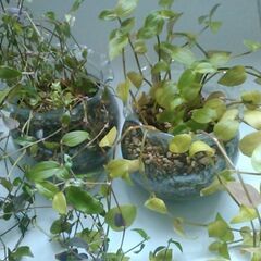 観葉植物の画像