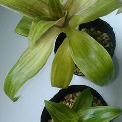 観葉植物の画像