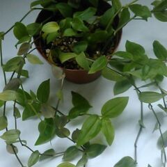 観葉植物の画像