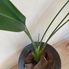 観葉植物　有料　オーガスタ(大きめの鉢)の画像