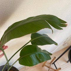 観葉植物　有料　オーガスタ(大きめの鉢)の画像