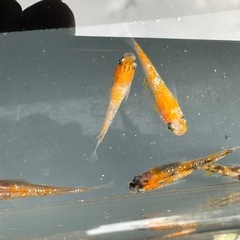メダカ 三色ラメ 2ペアの画像