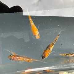 メダカ 三色ラメ 2ペアの画像