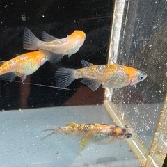 メダカ 三色ラメ 2ペアの画像