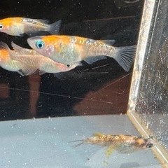 メダカ 三色ラメ 2ペアの画像