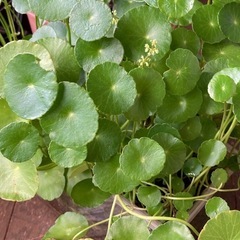 ウォーターコイン　の画像