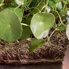 ウォーターコイン　の画像