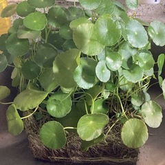 ウォーターコイン　の画像