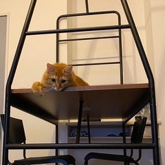 IKEA　HAVERUD ホーヴェルード テーブル 椅子2脚　　セットの画像