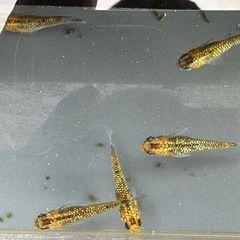 メダカ 雷神 2ペア＋メス 24日までの画像