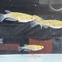 メダカ 雷神 2ペア＋メス 24日までの画像