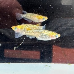 メダカ 雷神 2ペア＋メス 24日までの画像