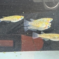 メダカ 雷神 2ペア＋メス 24日までの画像