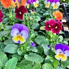 花苗パンジー、ビオラ４０ポットセットの画像