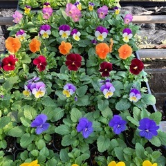 花苗パンジー、ビオラ４０ポットセットの画像