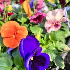 花苗パンジー、ビオラ４０ポットセットの画像