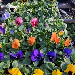 花苗パンジー、ビオラ４０ポットセットの画像
