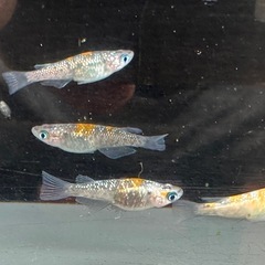 メダカ 琉炎 2ペアの画像