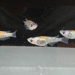 メダカ 琉炎 2ペアの画像