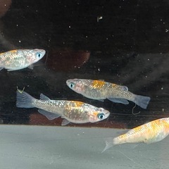 メダカ 琉炎 2ペアの画像