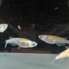 メダカ 琉炎 2ペアの画像