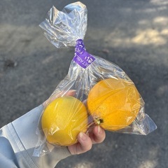  【レモン約2個】本庄産　野菜　無農薬　販売　まとめ売り　セット　　の画像
